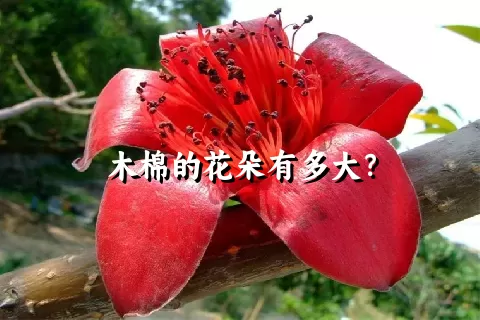 木棉的花朵有多大？