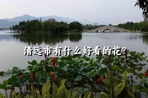 清远市有什么好看的花？