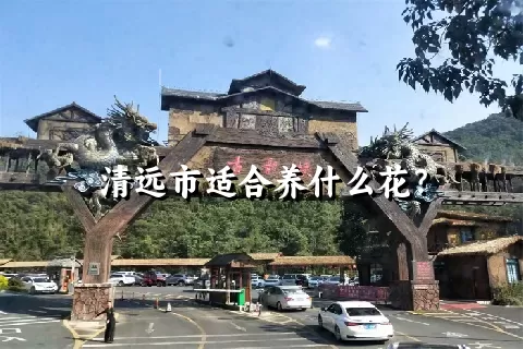 清远市适合养什么花？