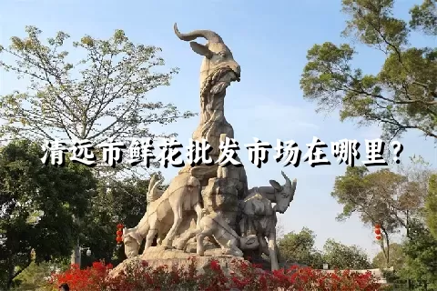 清远市鲜花批发市场在哪里？