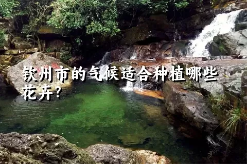 钦州市的气候适合种植哪些花卉？