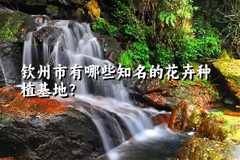 钦州市有哪些知名的花卉种植基地？