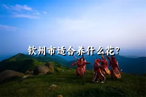 钦州市适合养什么花？