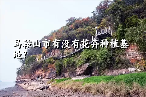 马鞍山市有没有花卉种植基地？