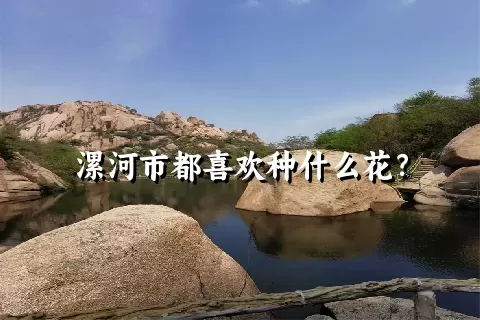 漯河市都喜欢种什么花？