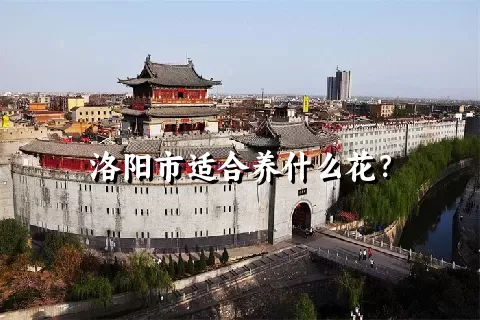 洛阳市适合养什么花？