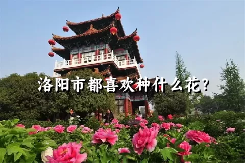 洛阳市都喜欢种什么花？