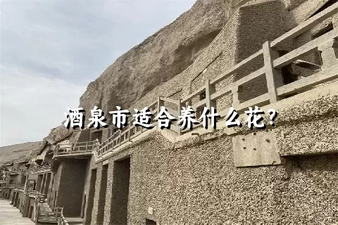 酒泉市适合养什么花？