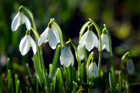 雪花莲