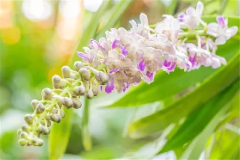 香花指甲兰