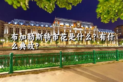 布加勒斯特市花是什么？有什么典故？