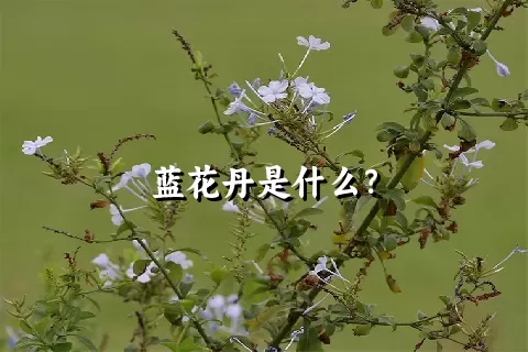 蓝花丹是什么？