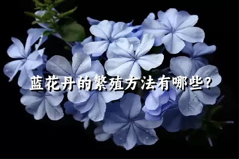 蓝花丹的繁殖方法有哪些？