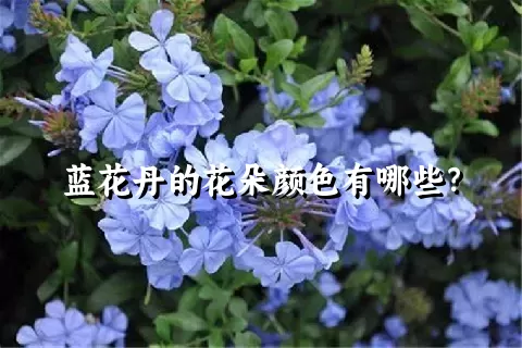 蓝花丹的花朵颜色有哪些？