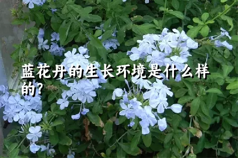 蓝花丹的生长环境是什么样的？