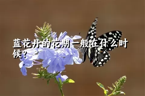 蓝花丹的花期一般在什么时候？