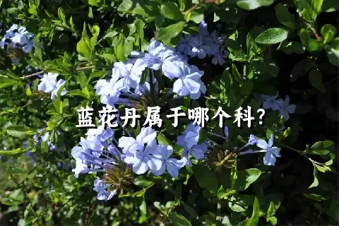 蓝花丹属于哪个科？