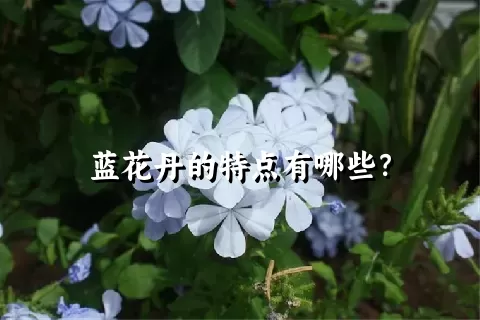 蓝花丹的特点有哪些？