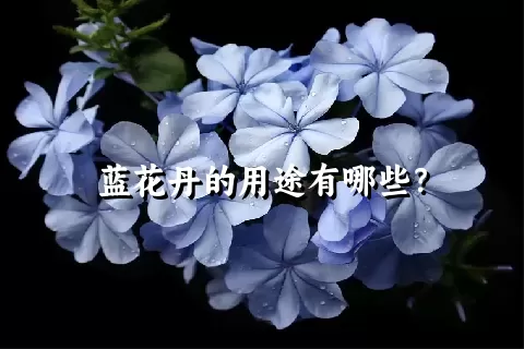 蓝花丹的用途有哪些？