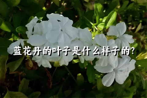 蓝花丹的叶子是什么样子的？