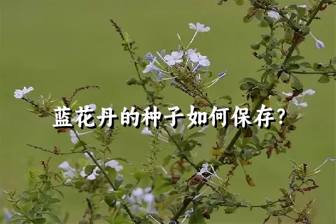 蓝花丹的种子如何保存？