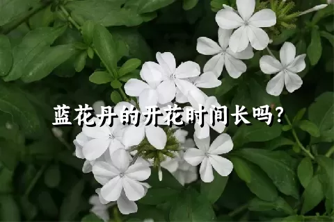 蓝花丹的开花时间长吗？