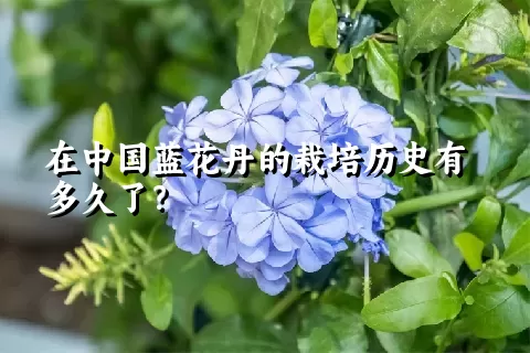 在中国蓝花丹的栽培历史有多久了？