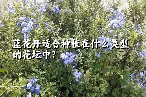 蓝花丹适合种植在什么类型的花坛中？