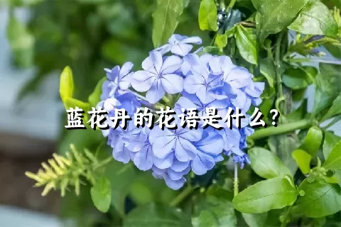 蓝花丹的花语是什么？