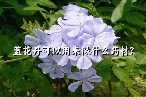 蓝花丹可以用来做什么药材？