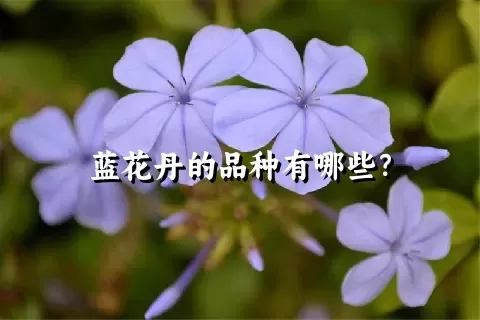 蓝花丹的品种有哪些？