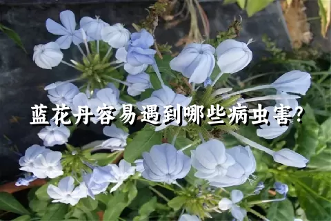 蓝花丹容易遇到哪些病虫害？