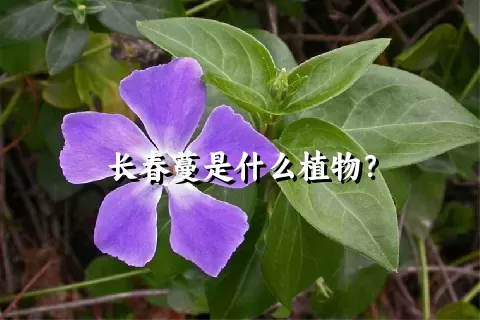 长春蔓是什么植物？