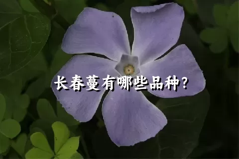 长春蔓有哪些品种？