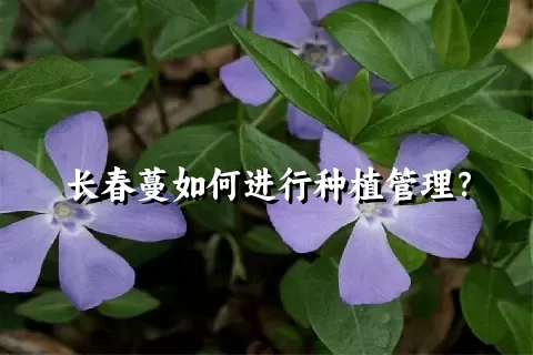 长春蔓如何进行种植管理？