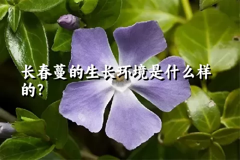 长春蔓的生长环境是什么样的？