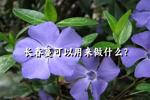 长春蔓可以用来做什么？