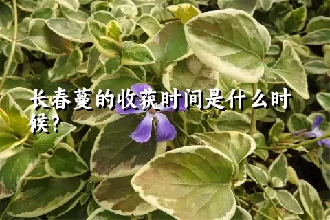 长春蔓的收获时间是什么时候？