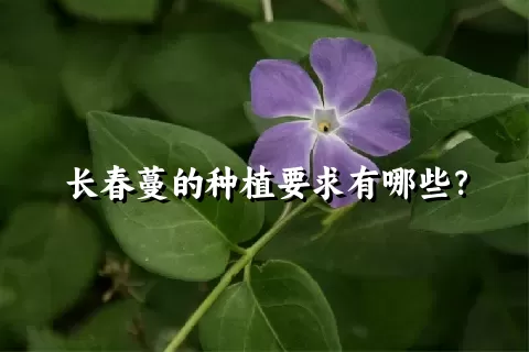 长春蔓的种植要求有哪些？