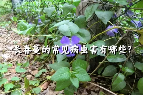 长春蔓的常见病虫害有哪些？