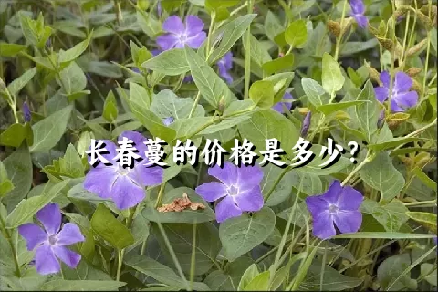 长春蔓的价格是多少？