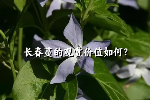 长春蔓的观赏价值如何？