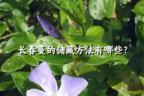 长春蔓的储藏方法有哪些？