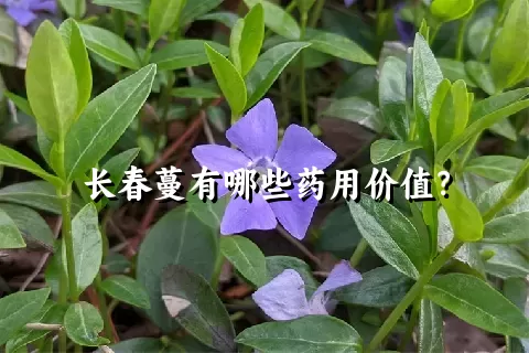 长春蔓有哪些药用价值？