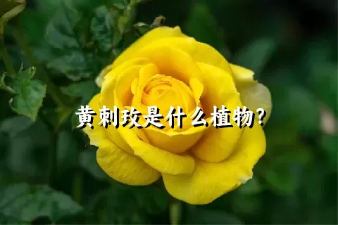 黄刺玫是什么植物？