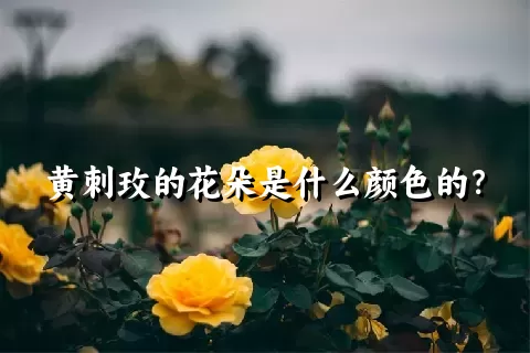 黄刺玫的花朵是什么颜色的？