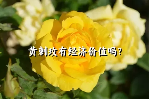 黄刺玫有经济价值吗？