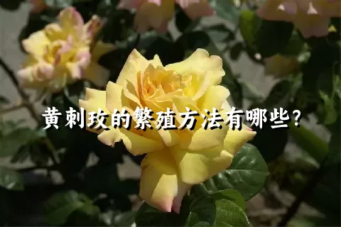 黄刺玫的繁殖方法有哪些？