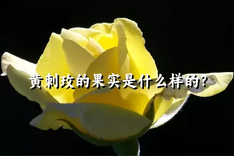 黄刺玫的果实是什么样的？