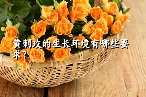 黄刺玫的生长环境有哪些要求？